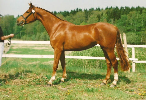 Irca Red Rose ext